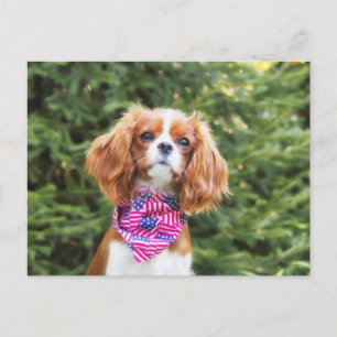 Carte Postale Fier chiot Cavalier King Charles Spaniel