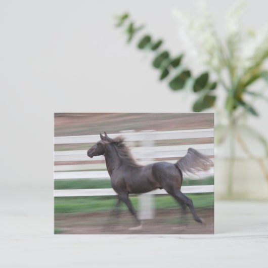 Carte Postale Fier courant (Debout devant)