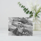 Carte Postale Fier crocodile de bébé amazonien (Debout devant)