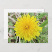 Carte Postale Fier Dandelion Fleur. (Devant / Derrière)