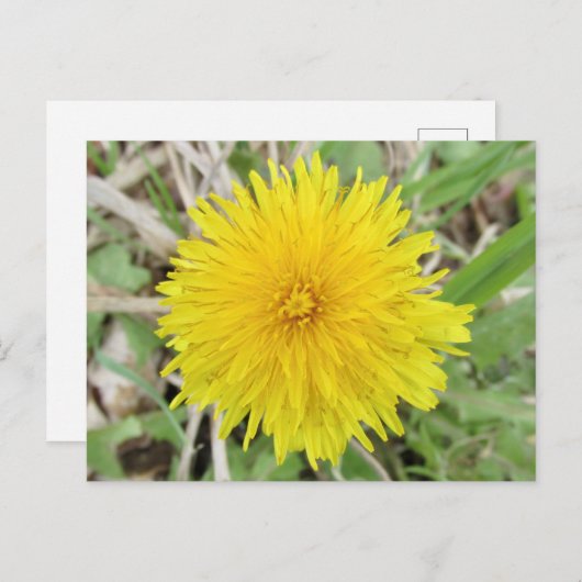 Carte Postale Fier Dandelion Fleur. (Devant / Derrière)