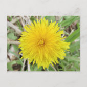 Carte Postale Fier Dandelion Fleur. (Devant)