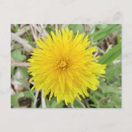 Carte Postale Fier Dandelion Fleur. (Devant)