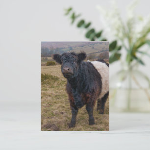 Carte Postale Fier debout de la ceinture Galloway sur Dartmoor F