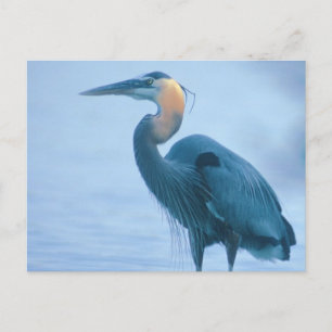 Carte Postale Fier et droit