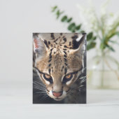 Carte postale Fierce (Debout devant)