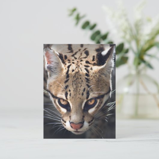 Carte postale Fierce (Debout devant)