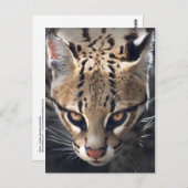 Carte postale Fierce (Devant / Derrière)