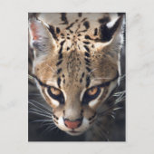 Carte postale Fierce (Devant)