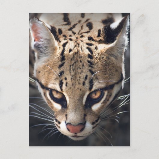 Carte postale Fierce (Devant)