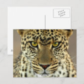 Carte Postale Fierce Leopard (Devant / Derrière)