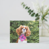 Carte Postale Fière Cavalier Roi Charles Spaniel Chiot (Debout devant)