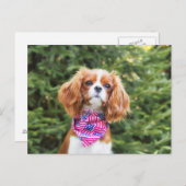 Carte Postale Fière Cavalier Roi Charles Spaniel Chiot (Devant / Derrière)