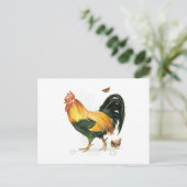 Carte Postale Fière coq avec poules et poulets. (Debout devant)