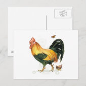 Carte Postale Fière coq avec poules et poulets. (Devant / Derrière)