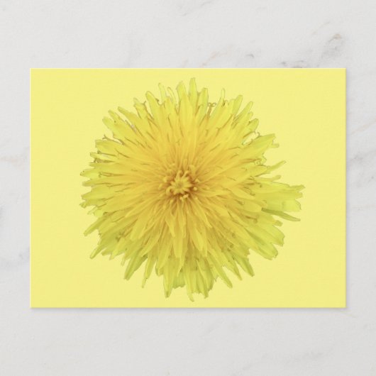 Carte Postale Fière Dandelion Flower - transparent. (Devant)