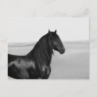 Fière Friesienne cheval d'étalon noir
