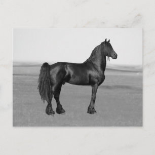Carte Postale Fière Friesienne cheval d'étalon noir
