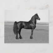 Carte Postale Fière Friesienne cheval d'étalon noir (Devant)