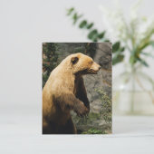 Carte Postale Fière Ours (Debout devant)