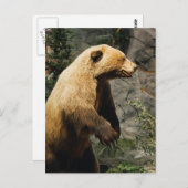Carte Postale Fière Ours (Devant / Derrière)