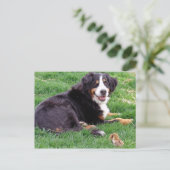 Carte Postale Fière Serena (Debout devant)