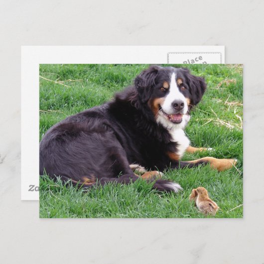 Carte Postale Fière Serena (Devant / Derrière)