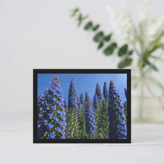 Carte Postale Fierté bleue des fleurs de Madère (Debout devant)