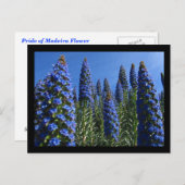 Carte Postale Fierté bleue des fleurs de Madère (Devant / Derrière)