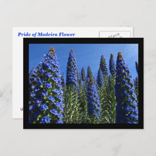 Carte Postale Fierté bleue des fleurs de Madère (Devant / Derrière)
