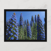 Fierté bleue des fleurs de Madère