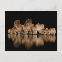 Fierté de lions buvant au point d'eau la nuit