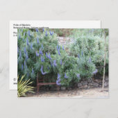 Carte postale Fierté de Madère (Devant / Derrière)