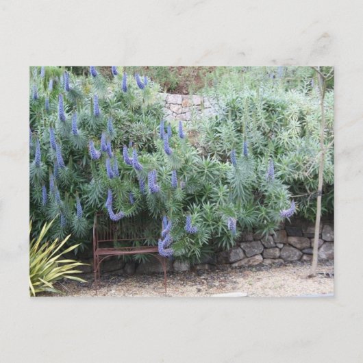 Carte postale Fierté de Madère (Devant)