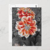 Carte Postale Fiery Dahlias (Devant / Derrière)