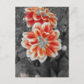 Carte Postale Fiery Dahlias (Devant)