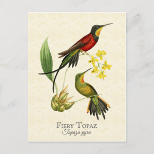 Carte Postale Fiery Topaz Hummingbirds Art Vintage