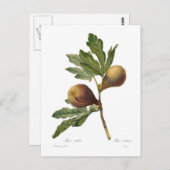 Carte Postale Fig (Devant / Derrière)