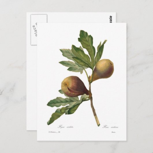 Carte Postale Fig (Devant / Derrière)