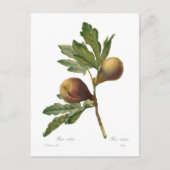 Carte Postale Fig (Devant)