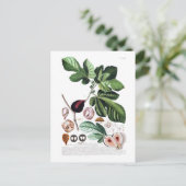 Carte Postale Fig (Debout devant)