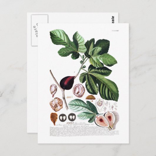 Carte Postale Fig (Devant / Derrière)