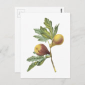 Carte Postale fig(Ficus violacea) par Redouté (Devant / Derrière)