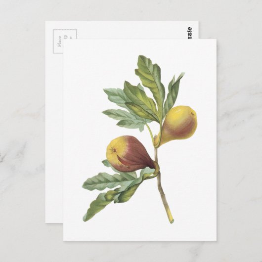 Carte Postale fig(Ficus violacea) par Redouté (Devant / Derrière)