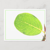 Carte postale Fig Rich Green Leaf (Devant)
