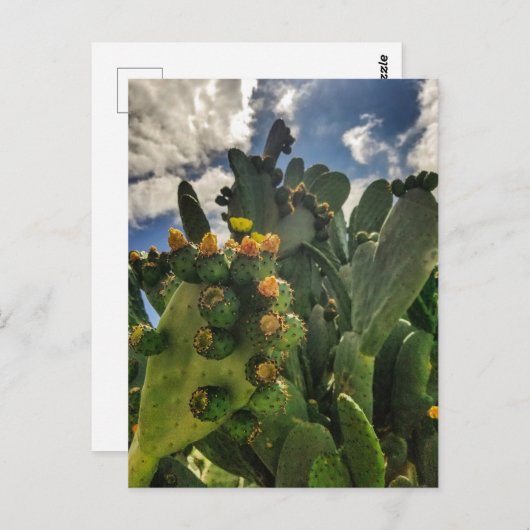 Carte Postale Figue de barbarie en fleurs (Devant / Derrière)