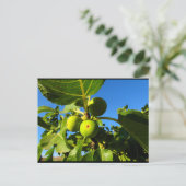 Carte Postale Figues blanches Ciel bleu (Debout devant)