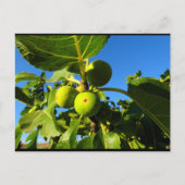 Carte Postale Figues blanches Ciel bleu (Devant)