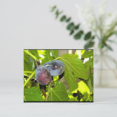 Carte Postale Figues violettes dans l'arbre (Debout devant)