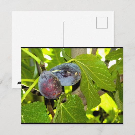 Carte Postale Figues violettes dans l'arbre (Devant / Derrière)